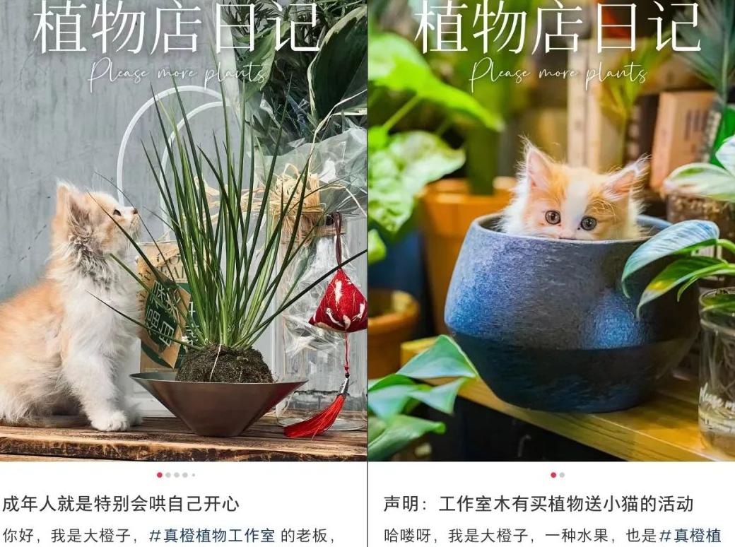 小红书系列笔记_小红书设置笔记合集_xuann小红书笔记